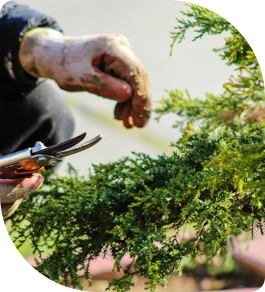 Person schneidet eine Hecke